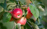 Äpfel am Baum, Foto: Florian Läufer, Lizenz: Seenland Oder-Spree