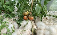 Schaugärtnerei Greiffenberg Tomaten, Foto: Alena Lampe