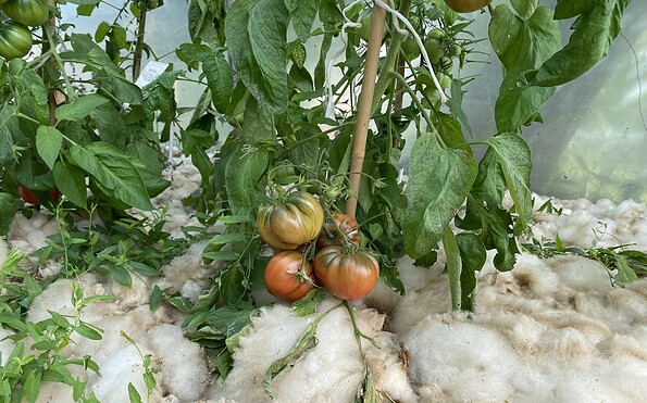 Schaugärtnerei Vern e.V. Greiffenberg, Tomaten, Foto: Alena Lampe