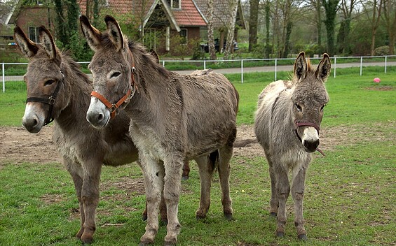 Donkey friends Havelland e.V.