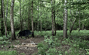 Waldwichtelpfad, Foto: Sandra Fonarob, Lizenz: Sandra Fonarob