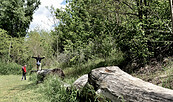 Waldwichtelpfad, Foto: Sandra Fonarob, Lizenz: Sandra Fonarob