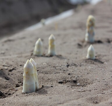 Spargelhof Siethen, asparagus farm