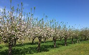 Gartenbau Hauke Obstbaumblüte, Foto: Anet Hoppe