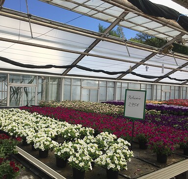 Gartenbau Hauke, vegetables