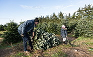 Weihnachtsbaumschlagen auf dem Werderaner Tannenhof, Foto: Steffen Lehmann, Lizenz: TMB-Fotoarchiv