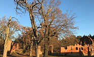 Klosterruine Boitzenburg im Herbst, Foto: Anet Hoppe