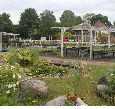 Kräutergärtnerei helenion in Grünow, herbs