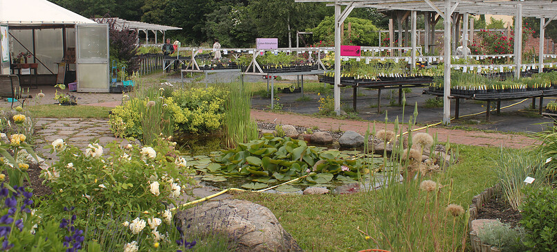 Kräutergärtnerei helenion in Grünow, herbs