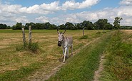 Esel auf dem Feld, Foto: Steffen Lehmann, Lizenz: TMB Fotoarchiv