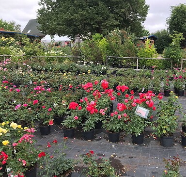 Rosenhof Flemming in Karlstein, rose farm