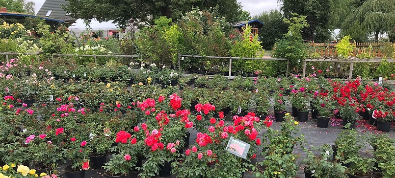 Rosenhof Flemming in Karlstein, rose farm