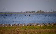 Vogelzug am Gülper See, Foto: Tourismusverband Havelland e.V.