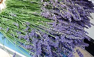 Freshly harvested lavender, Foto: Yvonne Müller, Lizenz: Yvonne Müller