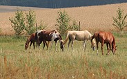 Reiterhof und Pension Fürstenhof  Pferde auf der Weide