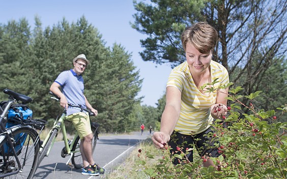 Radfahrer pflüclken Beeren am Seerundweg des Scheibe-Sees, Foto: Nada Quenzel, Lizenz: Tourismusverband Lausitzer Seenland e.V.
