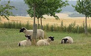 UMBio Grünheide - Streuobstwiese, Foto: Dr. Michael Weber, Lizenz: UMBio