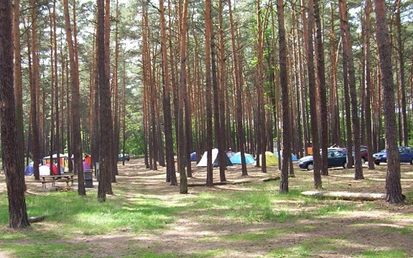 Stellplätze im Wald auf dem Campingplatz, Foto: Campingplatz Neue Scheune