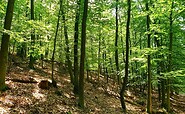 View into the forest of Ferch , Foto: Kultur- und Tourismusamt Schwielowsee