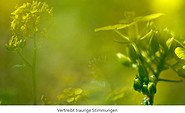Bild der Senfpflanze, Foto: Naturheilpraxis Anja Scholze