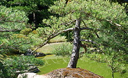 Japanese Bonsai Garden, Foto: Tourismusverband Havelland e.V.
