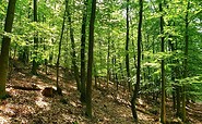 Waldbaden in Ferch, Foto: Kultur- und Tourismusamt