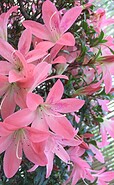 Blooming azaleas in the Japanese bonsai garden , Foto: Kultur- und Tourismusamt