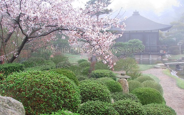 Japanischer Bonsaigarten Ferch, Foto: Japanischer Bonsaigarten Ferch