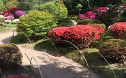 Blühende Azaleen im Japanischen Bonsaigarten Ferch, Foto: Kultur- und Tourismusamt