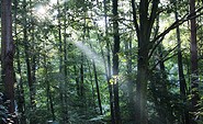 Wald Galerie Ferch, Foto: Petra Reinhardt