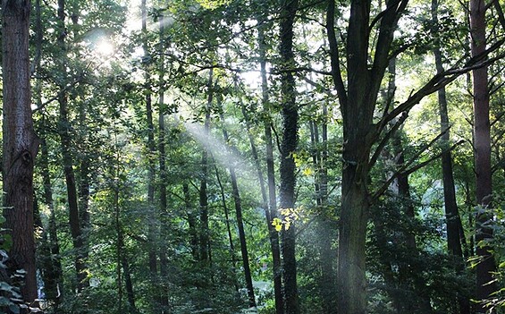 Wald Galerie Ferch, Foto: Petra Reinhardt