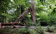 Die Waldwunder, Foto: Roland Schulz