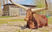 Watussi cattle on the grounds of Terra Nova, Foto: Fanny Nevoigt, Lizenz: Torhaus Terra Nova