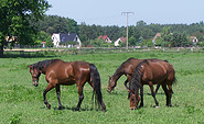 Pferdekoppel in Löpten, Foto: Tourismusverband Dahme-Seen e.V.