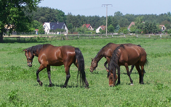 Pferdekoppel in Löpten, Foto: Tourismusverband Dahme-Seen e.V.