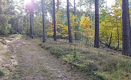 Hiking trail through the autumnal forest, Foto: Eva Lau, Lizenz: Tourismusverband Lausitzer Seenland e.V.