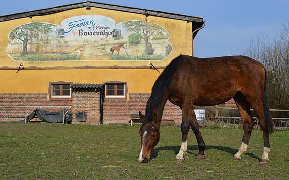 Ferien auf den Naturbauernhof Gierke, Foto: Familie Gierke