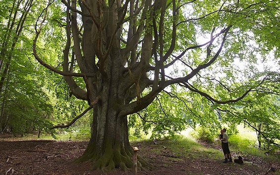 Silkebuche in der Schorfheide, Foto: Jürgen Rocholl, Lizenz: Gemeinde Schorfheide