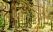 Alte Eiche in der Schorfheide, Foto: Antje Queißner, Lizenz: Gemeinde Schorfheide