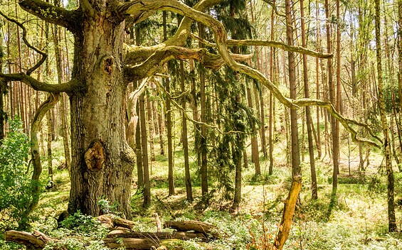 Alte Eiche in der Schorfheide, Foto: Antje Queißner, Lizenz: Gemeinde Schorfheide