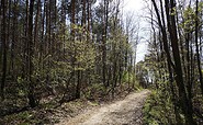 Auf Waldwegen rund um Wilhelmshorst, Foto: Tourismusverband Fläming e.V., Foto: Catharina Weisser, Lizenz:  Tourismusverband Fläming e.V.