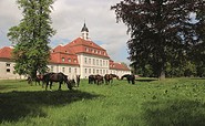 Hauptgestüt, Foto: SBHLG, Lizenz: Landkreis OPR