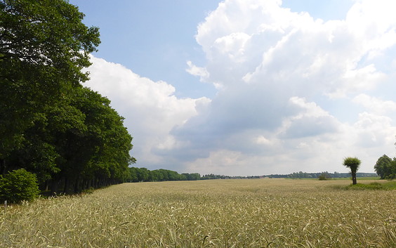 Feldlandschaft am Rundwanderweg, Foto: Anke Bielig, Lizenz: Anke Bielig