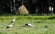 Störche im Spreewald, Foto: Richard Kliche, Lizenz: Amt Burg (Spreewald)