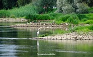 Flusslandschaft Oder, Foto: Wolfgang Roth