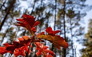 Enjoy the colouring of the leaves along the hike, Foto: Kathrin Winkler, Lizenz: Tourismusverband Lausitzer Seenland e.V.