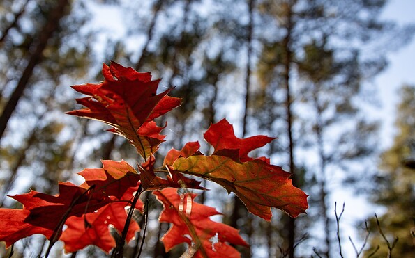 Enjoy the colouring of the leaves along the hike, Foto: Kathrin Winkler, Lizenz: Tourismusverband Lausitzer Seenland e.V.