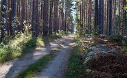 Wanderweg durch den Kiefernwald, Foto: Kathrin Winkler, Lizenz: Tourismusverband Lausitzer Seenland e.V.