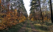 Herbstimpressionen im Wald, Foto: Katja Wersch, Lizenz: Tourismusverband Lausitzer Seenland e.V.