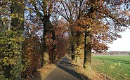 Wanderung durch eine Allee im Herbst, Foto: Katja Wersch, Lizenz: Tourismusverband Lausitzer Seenland e.V.